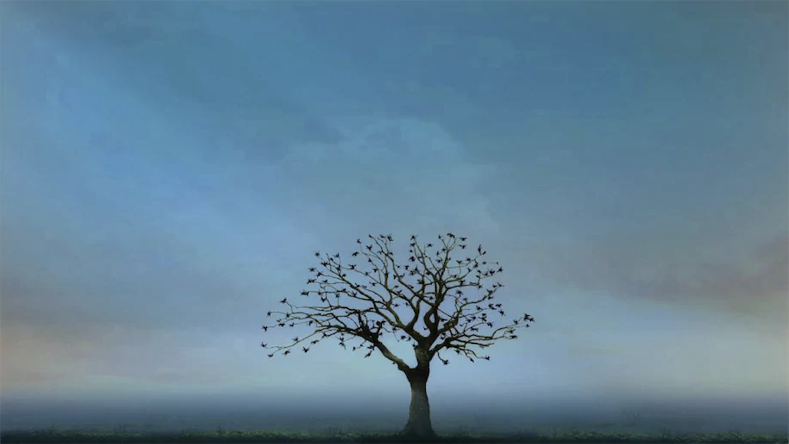 image of tree with blue sky