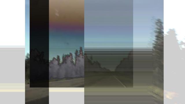 Single forest landscape image with different blur effects across the horizontal spectrum. 